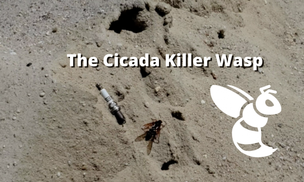 The Cicada Killer Wasp (Sphecius speciosus)