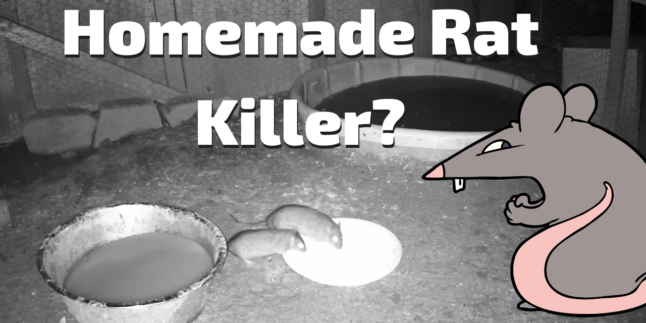 Homemade Rat killer?